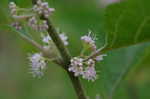 American beautyberry